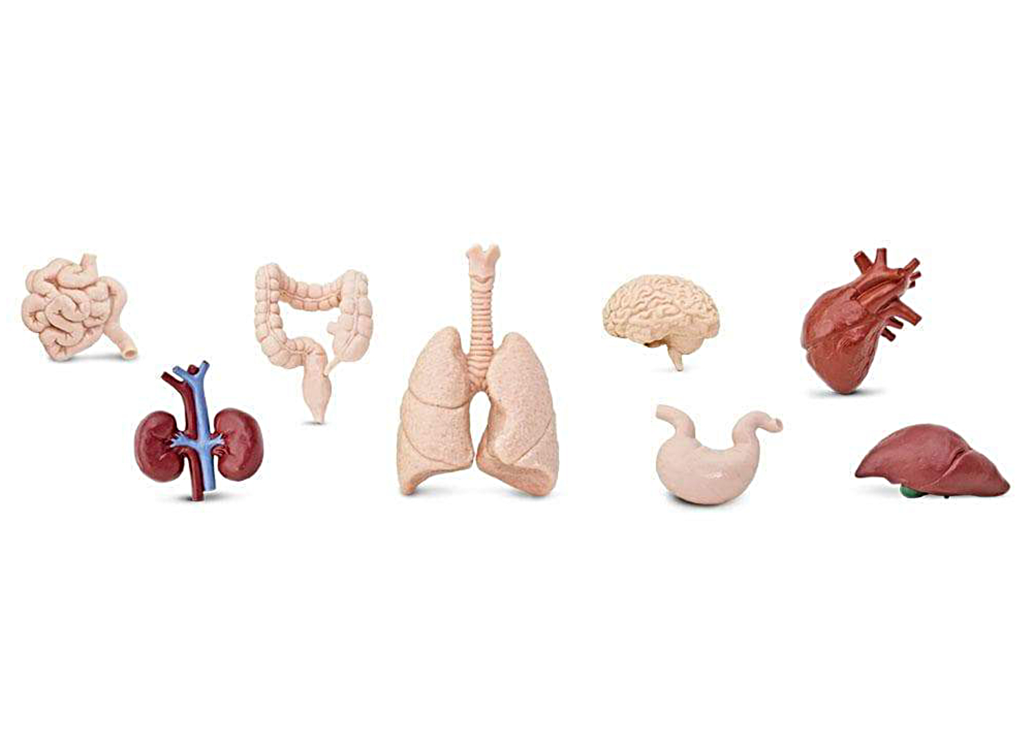 Set de 8 miniaturas órganos humanos